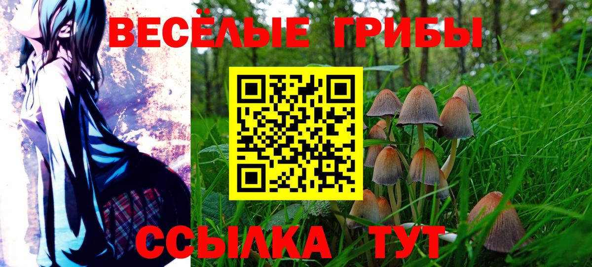 Галлюциногенные грибы Psilocybe Краснодар